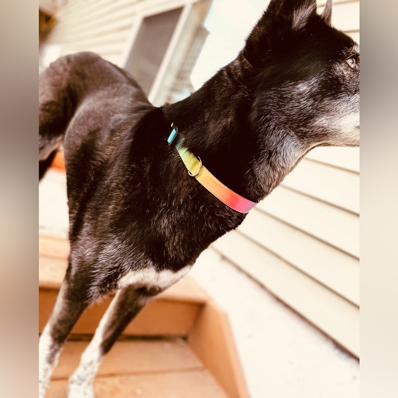 Repurposed Denim Dog Collar- Levi’s, Levi Strauss Dog Collar, One of a kind - Picture 10 of 16